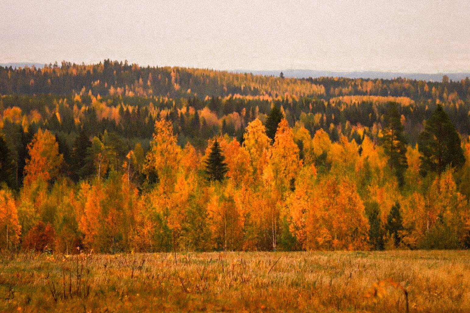 Etelä-Kuopion Pitäjäraati